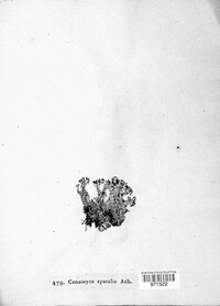 Cladonia squamosa image